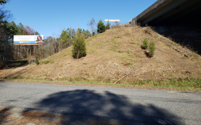 The same slope after clearing and mulching