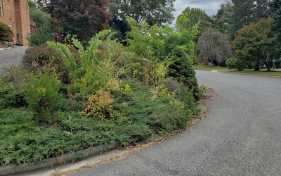 Site before clearing — steep bank brought back to mowable