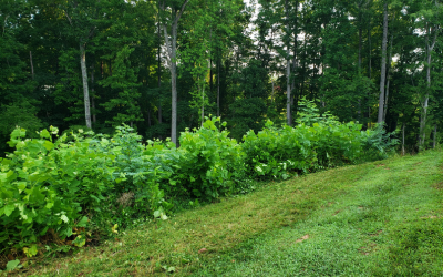 Site before clearing — overgrown slope cleared to grade