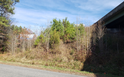 Overgrown slope before clearing