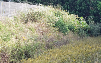 Site before clearing — heavy brush and saplings removed