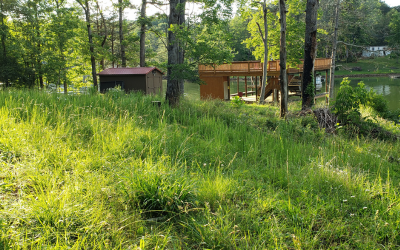 Overgrown slope before clearing