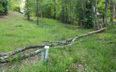 Site before clearing — years of growth cleared in one visit
