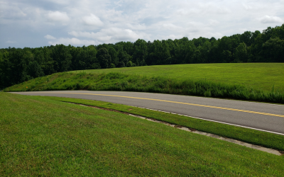 Overgrown slope before clearing