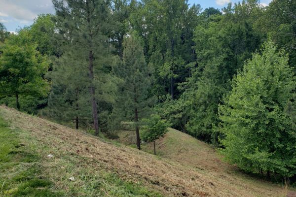 The same hillside after clearing and mulching
